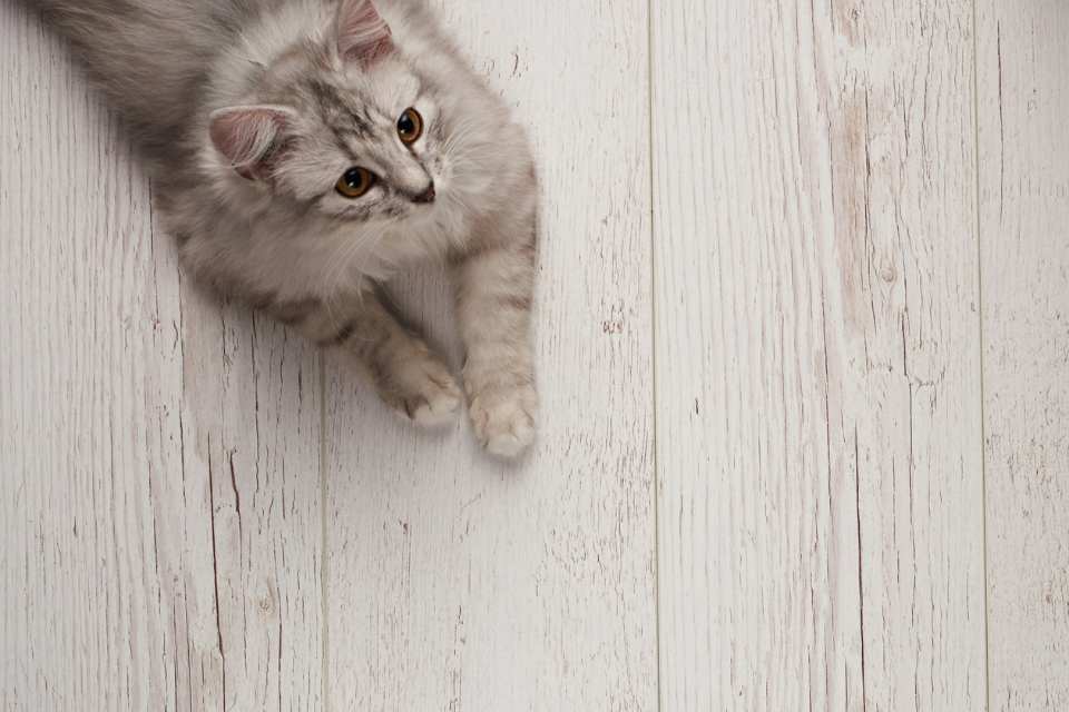 overhead shot of cat stretched out on gray vinyl plank floor